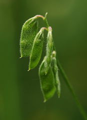 Vicia hirsuta