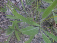 Echinacea tennesseensis