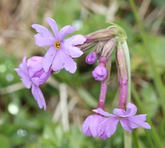 Primula halleri