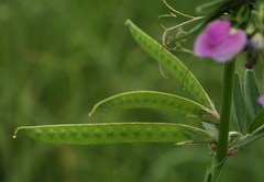 Vicia sativa
