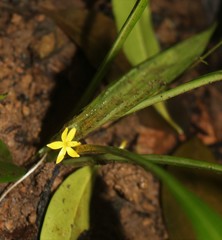 Curculigo orchioides