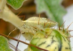 Arvelius albopunctatus