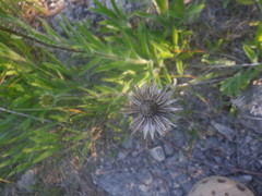 Echinacea tennesseensis