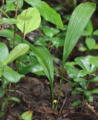 Curculigo orchioides