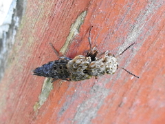 Ontholestes tessellatus