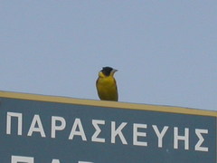 Emberiza melanocephala