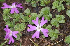 Primula minima