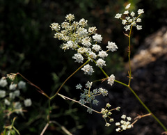 Pimpinella cretica