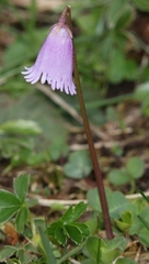 Soldanella pusilla
