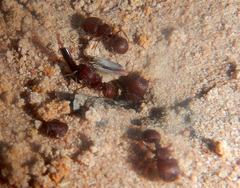 Meranoplus diversus