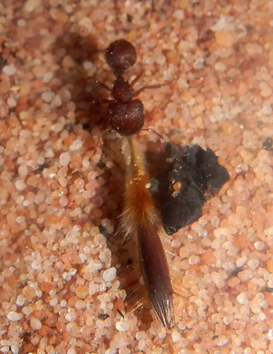 Meranoplus snellingiMeranoplus snellingi