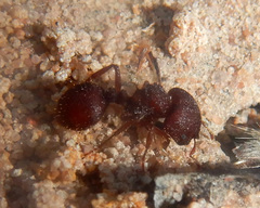 Meranoplus diversus