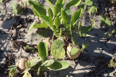 Physalis cinerascens spathulifolia