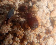 Meranoplus diversus