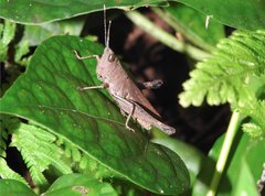 Phlaeoba antennata