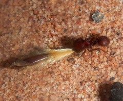 Meranoplus diversus