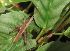 Phlaeoba antennata