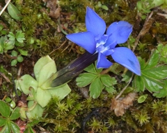 Gentiana brachyphylla