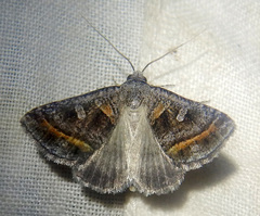 Acantholipes juba
