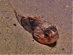 Maxillicosta scabriceps