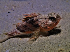 Maxillicosta scabriceps