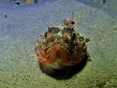 Maxillicosta scabriceps