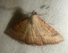 Madope auferens