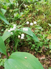 Convallaria majalis