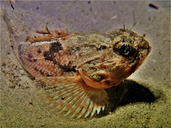 Maxillicosta scabriceps