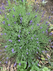 Lavandula angustifolia