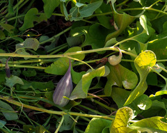 Aristolochia scabridula