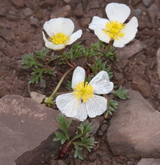 Ranunculus seguieri seguieri
