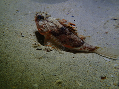 Maxillicosta scabriceps