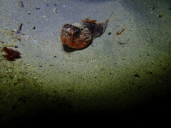 Maxillicosta scabriceps