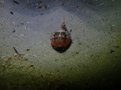 Maxillicosta scabriceps