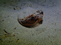 Maxillicosta scabriceps