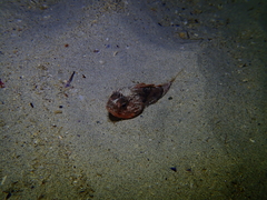 Maxillicosta scabriceps