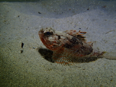 Maxillicosta scabriceps