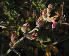 Teucrium divaricatum