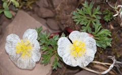 Ranunculus seguieri seguieri