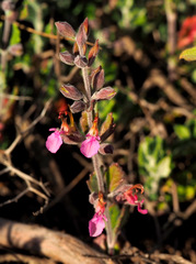 Teucrium divaricatum