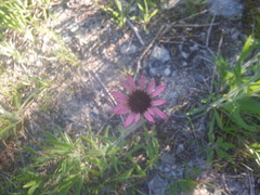 Echinacea tennesseensis