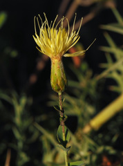Klasea cerinthifolia