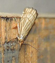 Chrysocramboides craterella