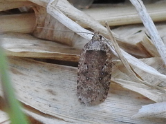 Agonopterix heracliana