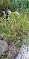Ericeae