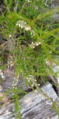 Ericeae