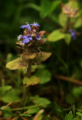 Ajuga reptans