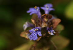 Ajuga reptans
