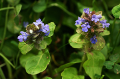 Ajuga reptans